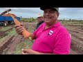 La cosecha de zanahorias 🥕 en valle de angostura Sinaloa agrícola los pozoles