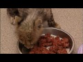 TOO-CUTE VIDEO: Baby Cheetahs