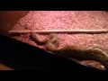 Snake collection video for Matthew and Kenzie