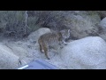 Bobcat Release Joshua Tree