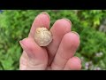 Fossils from Wotton-under-Edge