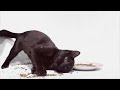 Cats Try Catnip For The First Time