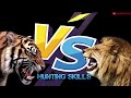 Lion VS Tiger - Tiger VS Lion Real Amazing Comparison! - Blondi Foks