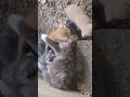 Hungry kittens