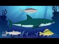Interesting facts about Sharks | Educational Video for Kids.