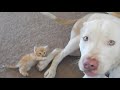 cute kitten with pitbull