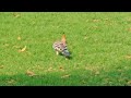 Hoopoe Bird Interesting Facts | Hoopoe Bird Hidden Facts