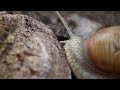 Snail (Canon 700d with 55-250 and 10-18)