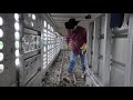 Loading cattle at Hollis Livestock Commission