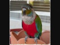 Crimson Bellied Conure Transformation