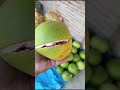 Buah tumbuh subur & berbuah lebat di negeriku Indonesia 🇮🇩🇮🇩🇮🇩