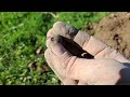 A Perfect Day Full of Coins & Relics - Metal Detecting UK 2024