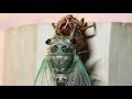 Cicada Molting From Shell Time Lapse