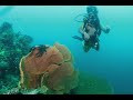 Beautiful dives in Philippines