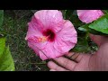 Grow hibiscus from leaves simple method | Hibiscus