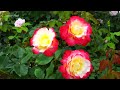 Amazing 3,000 colorful roses bloom in spring in Japan.4k 2024 与野公園の3,000株の色とりどりの春バラ