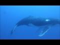 A Surprise Diving Encounter with a Giant Humpback Whale