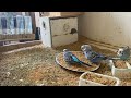 11 Minute Budgies Sounds, Budgies Feeding Time Relax ASMR HD 1080P 60FPS