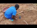 How to plant Apples 🍎 in Malawi 🇲🇼.. #apple  farming #malawi #africa