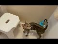 There is a cat who does not resist taking a shower!