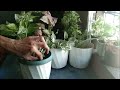 BENEPISYO NANG MALIKOT NAPAGIISIP HOUSE PLANT GARDENING TIPS