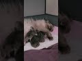 one-week old Shaded-Silver Persian #Kittens such a good mommy 🥰🐾