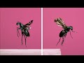 15 Flies Captured in Flight | Slow Motion!