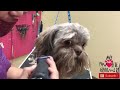 How to Groom a Shih Tzu Very Matted