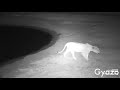 Lionesses roaring on Nkorho Bush Lodge