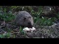 Wild hedgehog enjoying a hearty half of a banana