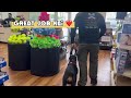 Social Skills Dog Training- #dogtrainingvideos #servicedogs #dogtraining