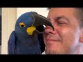 A DAY IN THE LIFE OF MY HYACINTH MACAWS.