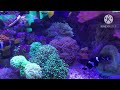 Aquarium 4K VIDEO(ULTRA HD) Amazing Beautiful Coral Reef Fish, Relaxing