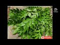 Curry leaves for hair growth| DIY Hair oil and Hair mask for long,thick hair.