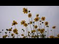 Flowers - Yellow Blossoms in Seoul 흥인지문공원 큰금계국