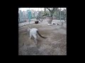 😍😻 New Funny Cats and Dogs Videos 😻😸 Funniest Animals # 19