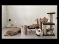 The Funniest Cat Moments of All Time ❤️ Funny Videos Every Days ❤️