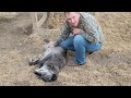 Black Wolf Loves Belly Rubs 2 (High Content Wolfdog)