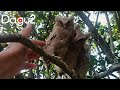 Motret Tiga Burung Hantu Liar.. bertengger di pohon jeruk