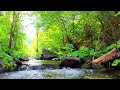 10 Hour Sounds Calming Birdsong, Sound of Water Relaxation In Forest