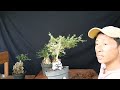 CARA MUDAH BIKIN BONSAI DI BATU SEPERTI ORI/ASLI