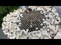 How To Remove A Large Bald Faced Hornet Nest