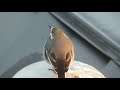 友達になったハクセキレイ🌟This wild bird is my friend