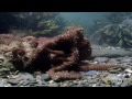 Anemone Killer Fish Traps | World's Weirdest