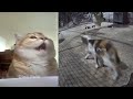 🐕😅 Best Cats Videos 😆🐶 Funniest Animals # 21
