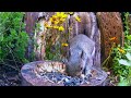 Chipmunk and Squirrel Eating in Enchanting Garden of Yellow Cosmos Blooms