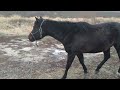 SNOW HORSESHOE?? DISEASED Hoof | Therapeutic Horseshoeing | Satisfying Farrier