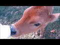 Rescued baby bull calfs two cute!