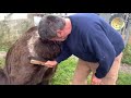 When your 900 lb bear needs to be brushed..