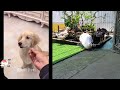 Sometimes I just don't understand my pet 🤣 Funny dogs and cats video